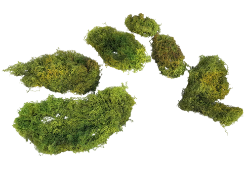 Z 10 Model - Aquarium Moss